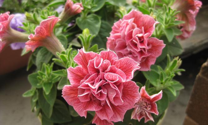 矮牵牛可以地栽吗？地栽矮牵牛的注意事项有哪些？