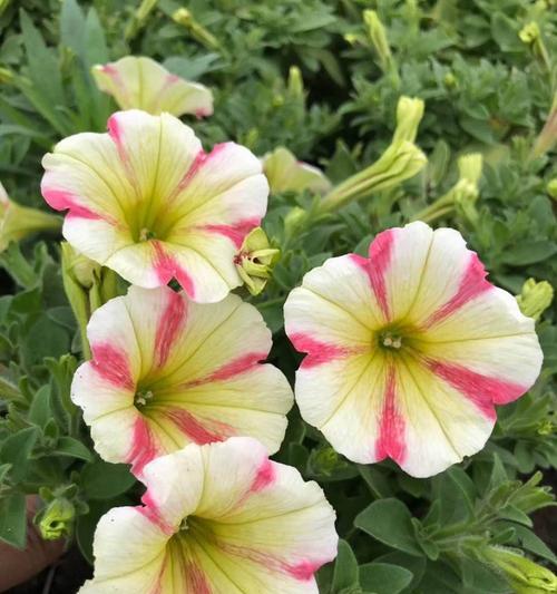 矮牵牛可以地栽吗？地栽矮牵牛的注意事项有哪些？