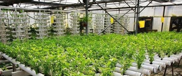 无土栽培花卉有哪些种类？如何选择适合的花卉进行无土栽培？