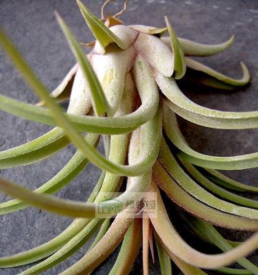 无土栽培花卉有哪些种类？如何选择适合的花卉进行无土栽培？