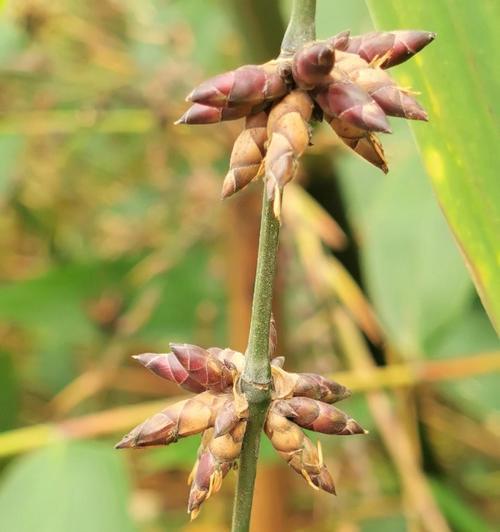 竹子开花的原因及寓意(探秘竹子开花的奥秘)_花植网