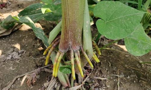 玉米杆怎么沤肥？沤肥过程中的常见问题有哪些？