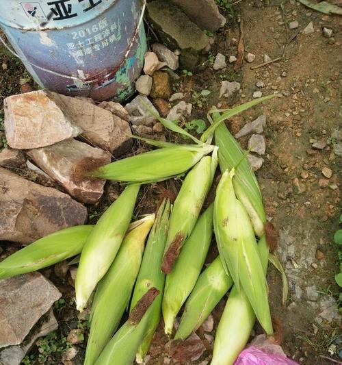 玉米杆怎么沤肥？沤肥过程中的常见问题有哪些？