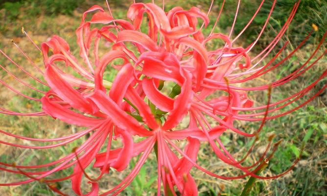 曼陀罗华的意义与象征(探寻曼陀罗华的神秘之美) 曼陀罗华的意义与象征(探寻曼陀罗华的神秘之美)