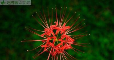 曼陀罗华的意义与象征(探寻曼陀罗华的神秘之美) 曼陀罗华的意义与象征(探寻曼陀罗华的神秘之美)