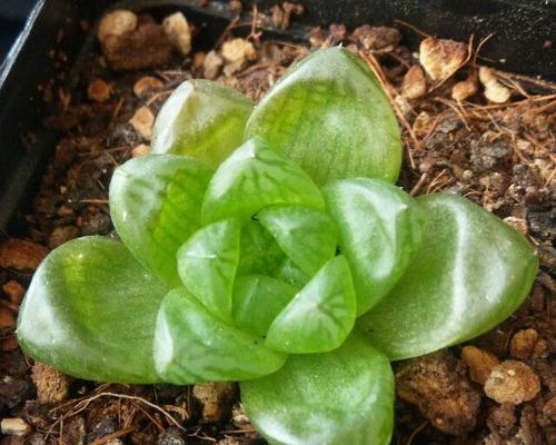 草玉露分株图解：最佳分株时间是什么时候？繁殖方法有哪些？