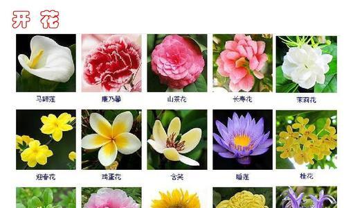 草玉露分株图解：最佳分株时间是什么时候？繁殖方法有哪些？