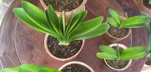 草玉露分株图解：最佳分株时间是什么时候？繁殖方法有哪些？