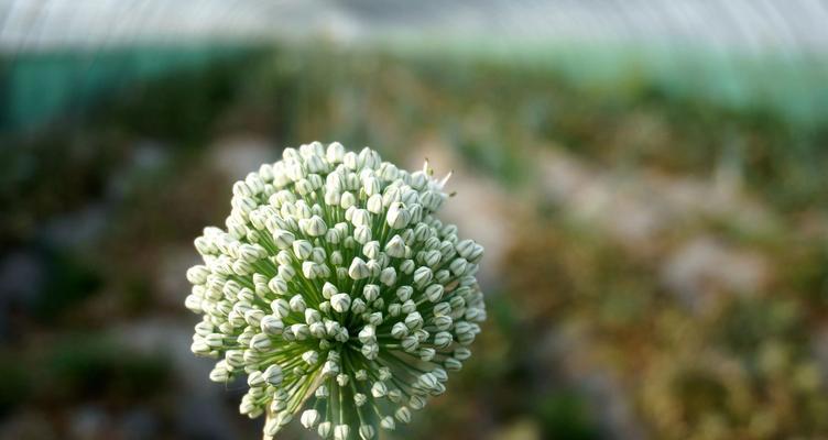 葱头会开花吗？开花时是什么样的？