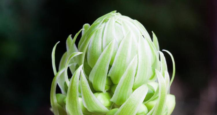 葱头会开花吗？开花时是什么样的？