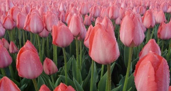 郁金香的花语与代表意义（探寻郁金香的丰富内涵与美好寓意）