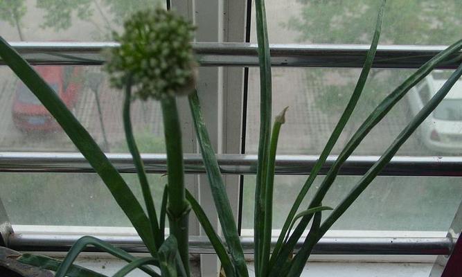 葱头会开花吗？开花时是什么样的？