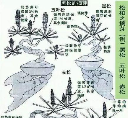 五针松修剪方法有哪些?修剪步骤是什么? 五针松修剪方法有哪些?修剪步骤是什么?