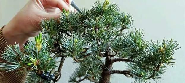 五针松修剪方法有哪些?修剪步骤是什么? 五针松修剪方法有哪些?修剪步骤是什么?