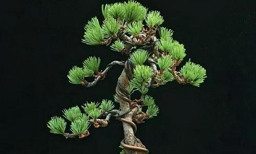 五针松修剪方法有哪些?修剪步骤是什么? 五针松修剪方法有哪些?修剪步骤是什么?