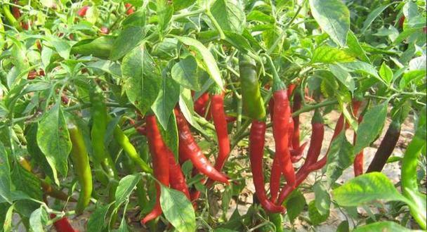辣椒种植的最佳时间和方法是什么？