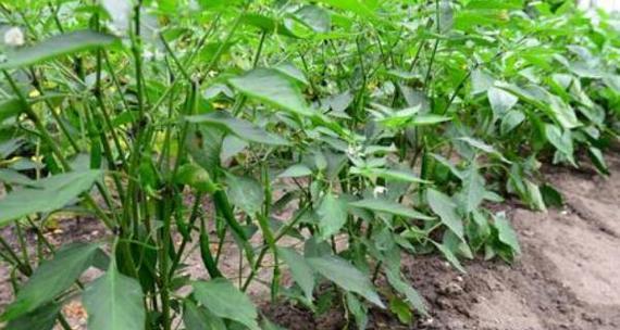 辣椒种植的最佳时间和方法是什么？