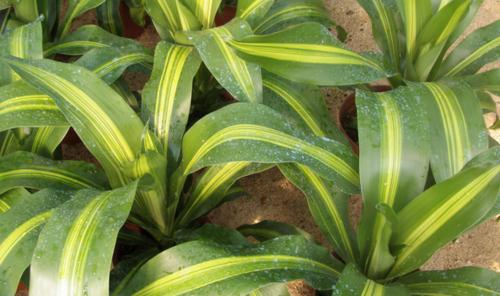 也门铁烂心怎么办？如何进行有效的修复和养护？