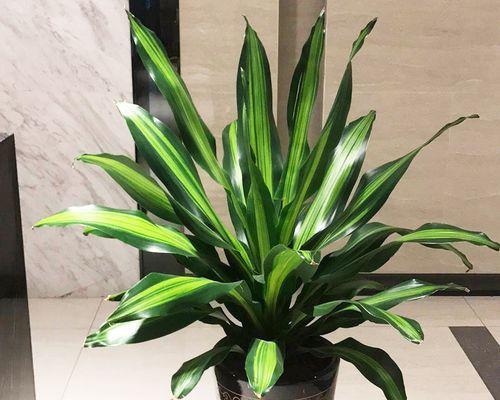 也门铁烂心怎么办？如何进行有效的修复和养护？