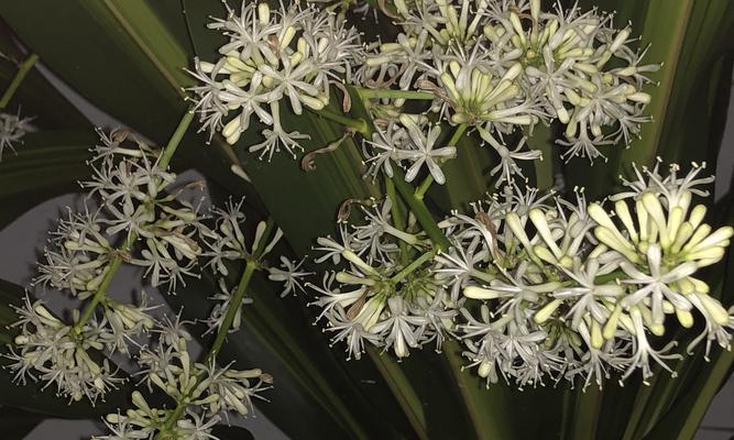 也门铁烂心怎么办？如何进行有效的修复和养护？