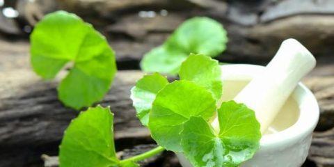 鸡血草有哪些神奇功效？如何正确食用鸡血草？