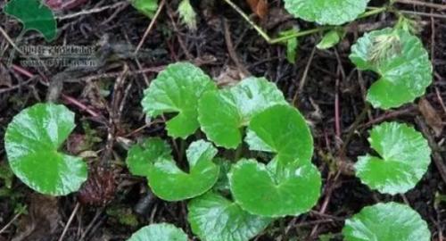 鸡血草有哪些神奇功效？如何正确食用鸡血草？