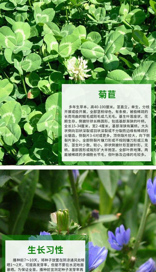 鸡血草有哪些神奇功效？如何正确食用鸡血草？