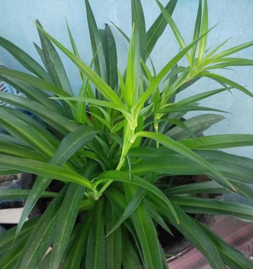 大高花盆适合养什么花？有哪些花卉推荐？