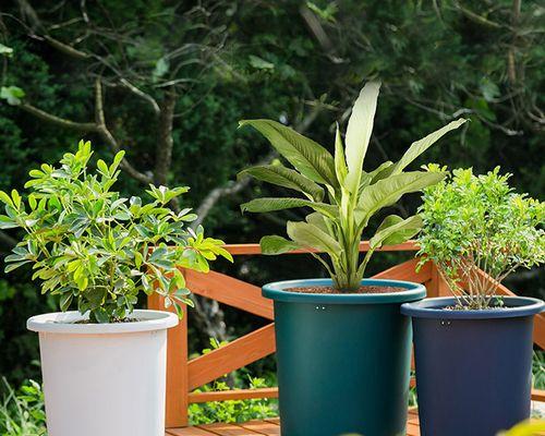 大高花盆适合养什么花？有哪些花卉推荐？