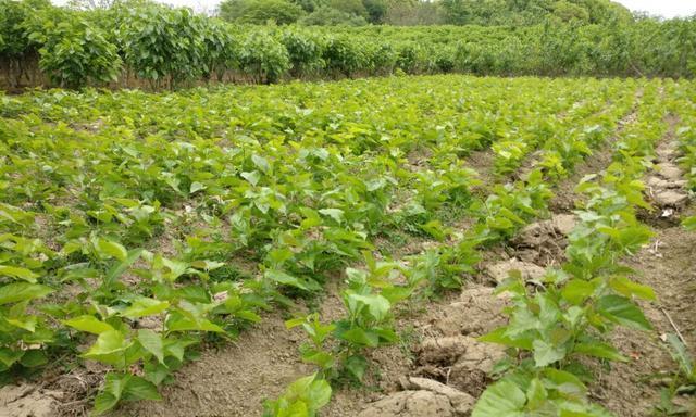 桑葚可以种在院子里吗？院子里种植桑葚的注意事项是什么？