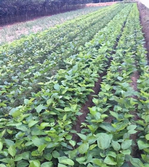 桑葚可以种在院子里吗？院子里种植桑葚的注意事项是什么？