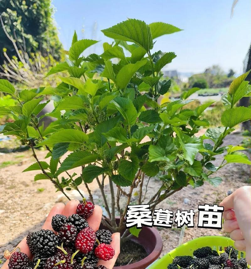 桑葚可以种在院子里吗？院子里种植桑葚的注意事项是什么？