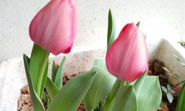 郁金香施肥指南：什么肥料最适合？如何正确施肥？