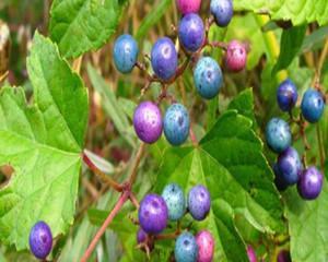 山葡萄有哪些神奇的功效？其作用是什么？