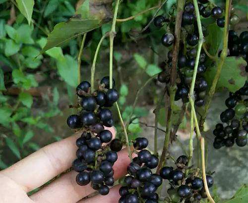 山葡萄有哪些神奇的功效？其作用是什么？