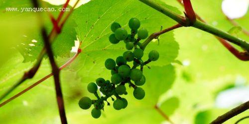 山葡萄有哪些神奇的功效？其作用是什么？
