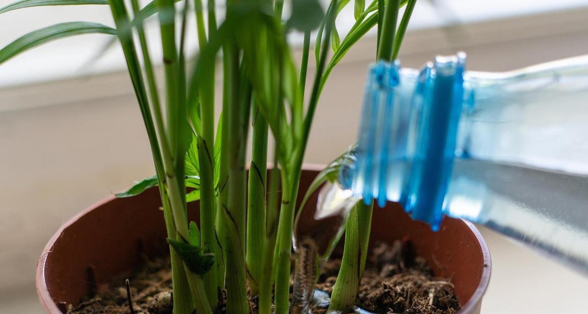 如何让植物快速生根？有效的方法和技巧是什么？