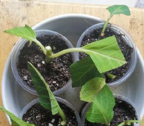 如何让植物快速生根？有效的方法和技巧是什么？