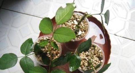 如何让植物快速生根？有效的方法和技巧是什么？