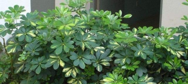 鸭掌木喜不喜欢阳光？光照需求与养护技巧解析