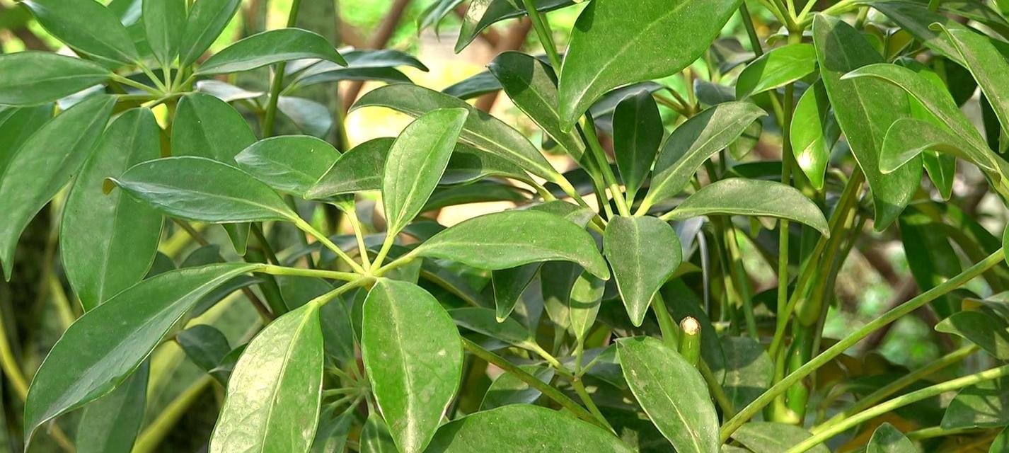 鸭掌木喜不喜欢阳光？光照需求与养护技巧解析