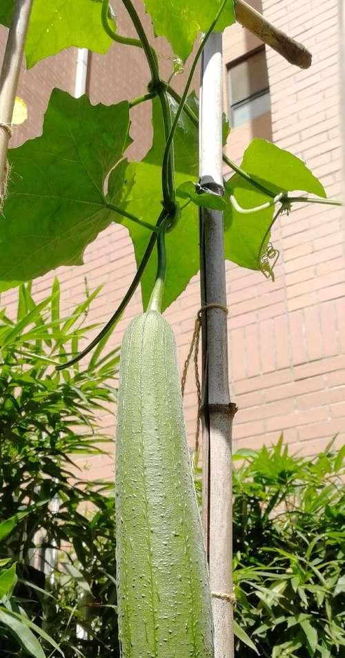 肉丝瓜最佳种植时间是什么时候？如何确保高产？