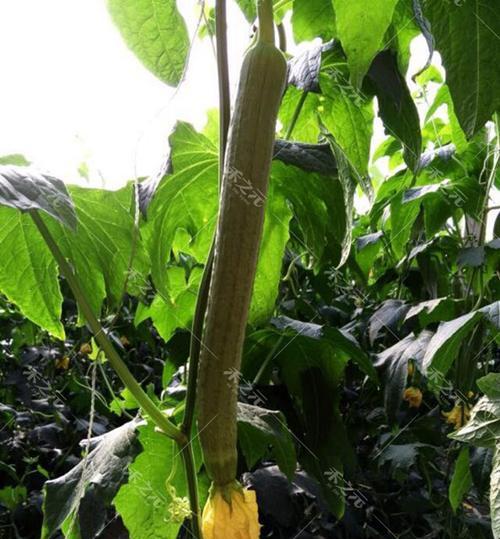 肉丝瓜最佳种植时间是什么时候？如何确保高产？