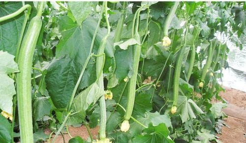 肉丝瓜最佳种植时间是什么时候？如何确保高产？