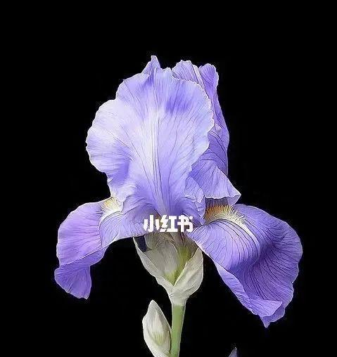 鸢尾花——花语的传递(探寻鸢尾花的美丽意义)