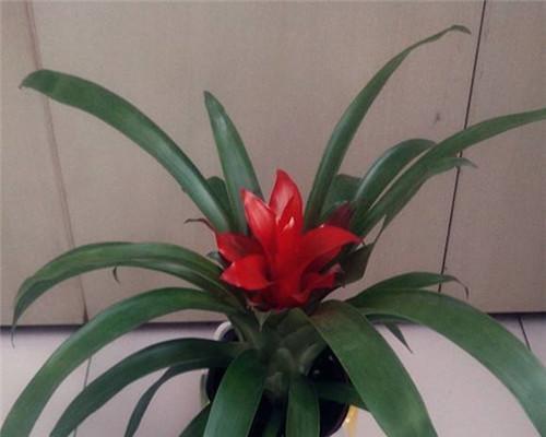 红运当头浇水频率是多少？四季养护需要注意什么？