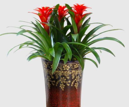 红运当头浇水频率是多少?四季养护需要注意什么? 红运当头浇水频率是多少?四季养护需要注意什么?