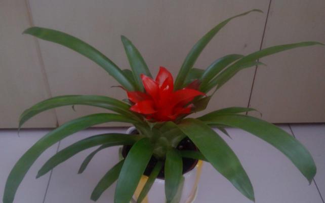 红运当头浇水频率是多少?四季养护需要注意什么? 红运当头浇水频率是多少?四季养护需要注意什么?