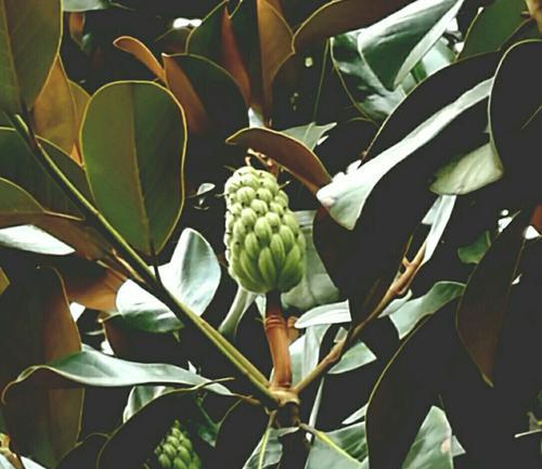 橡树果实能吃吗?食用橡果的安全性和营养价值解析 橡树果实能吃吗?食用橡果的安全性和营养价值解析