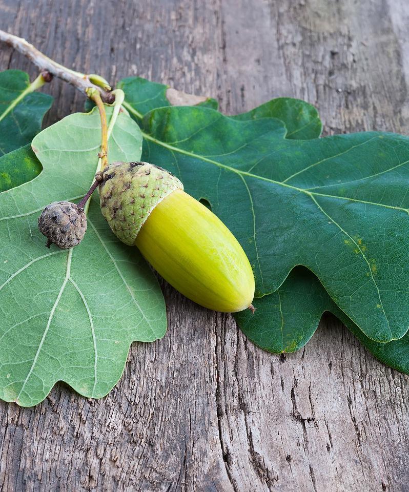 橡树果实能吃吗?食用橡果的安全性和营养价值解析 橡树果实能吃吗?食用橡果的安全性和营养价值解析